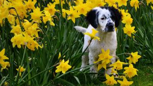 nom de chienne fleur