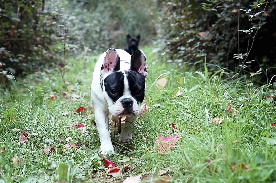 Promenade chien